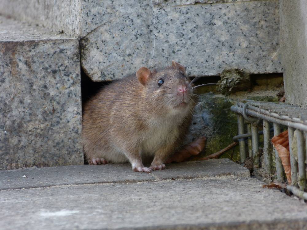 rat.jpeg